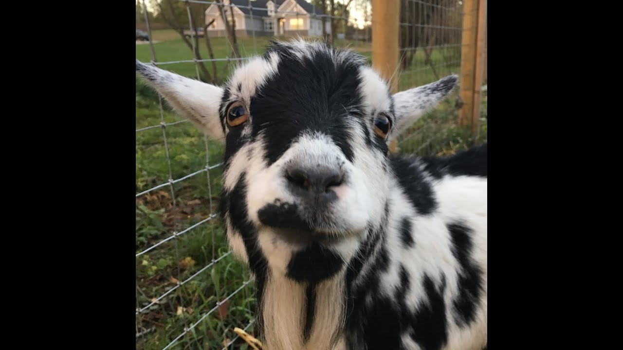 Zion Creek Farm, New YouTube channel  2021 | Farm tour of our Nigerian Dwarf goats and KuneKune pigs