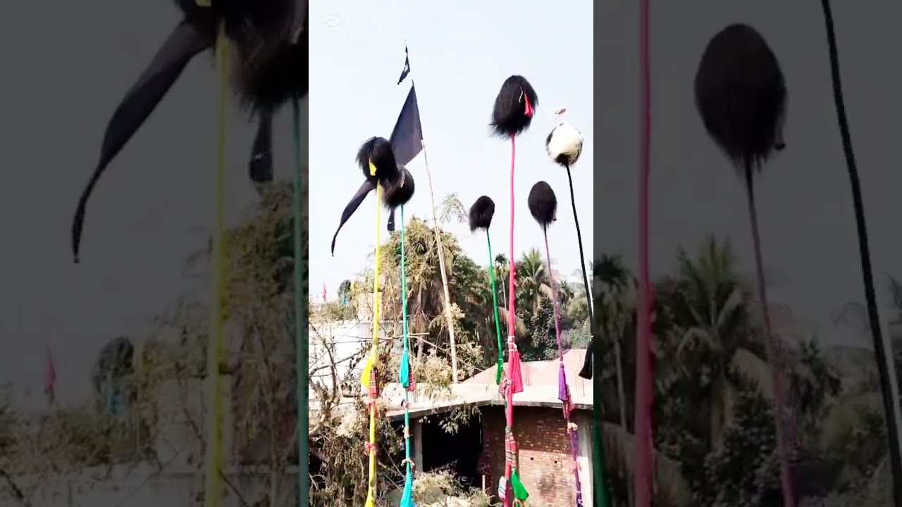 পাক পানজাতন গান নুরুল্লা পুর 