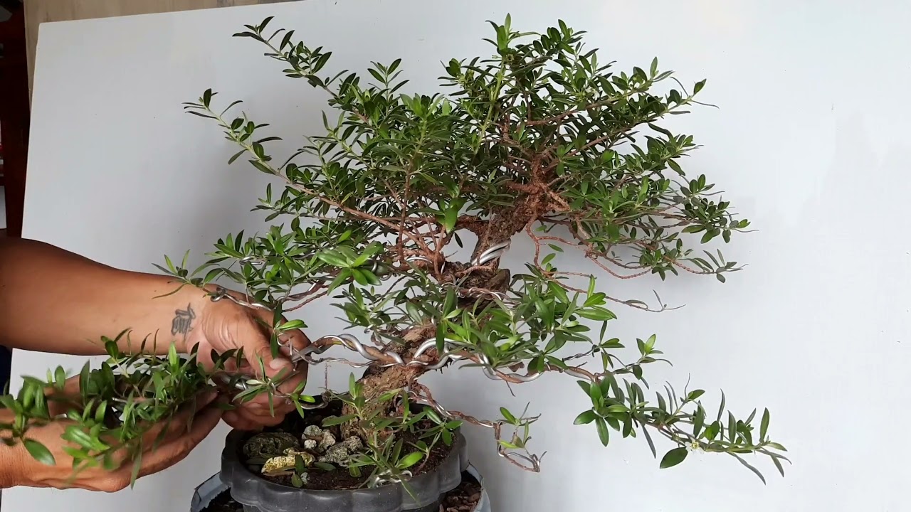 Balik probinsya(Philippines): Ep 8- Bonsai 101 Pemphis Acidula (Bantigue Part 1)