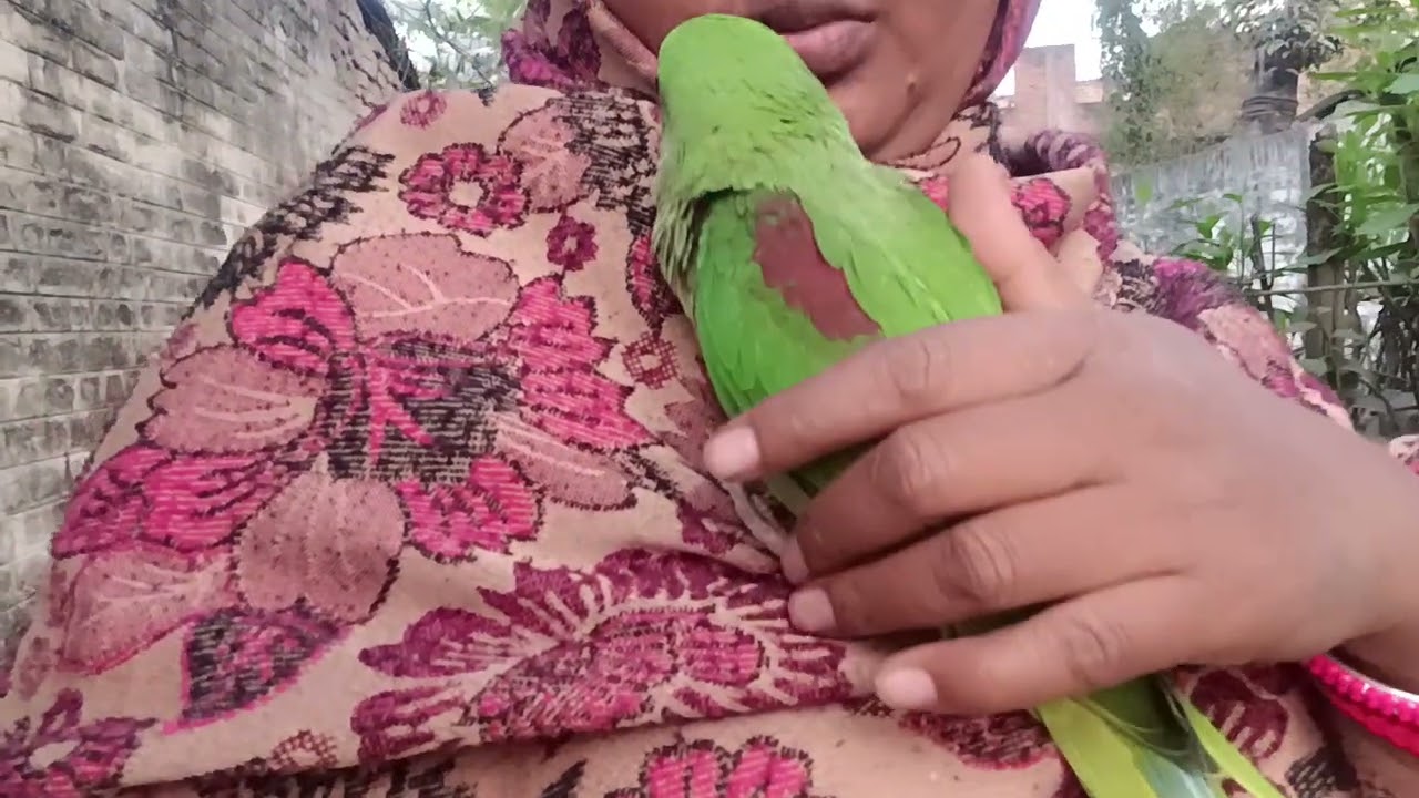 मिठु को देखो कितना प्यार से मम्मी के गोद में घूम रहा है || Lov You Leo || #loveyouleo #parrot 2026