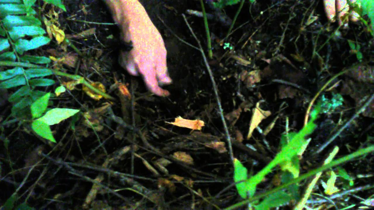 Biggest Ginseng Root I've Ever Dug!