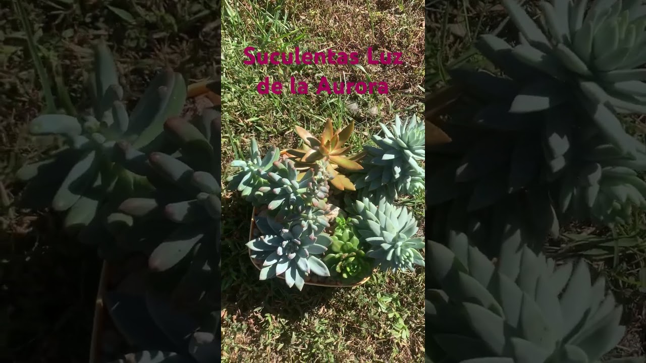 #succulentobsession #succulents #succulentlove #succulentobsessed #succulentlovers #garden