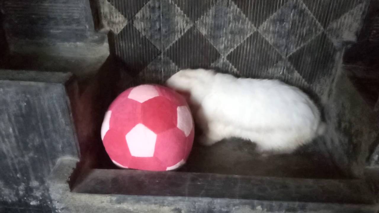 My Bunny humping big ball
