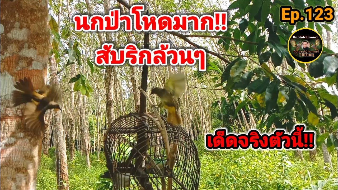 เสียงนกดอกแตงEp.123 นกป่าโหดมาก!! (ริก)อย่างเดียวเลย 2หลักกว่าจะได้ นกต่อเหนื่อยเลย เจอนกป่าแบบนี้