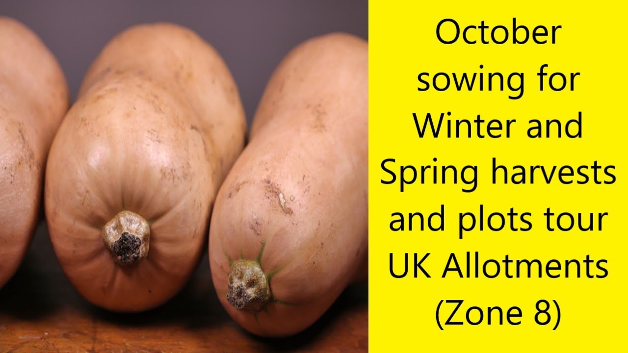 October - sowing for Winter and Spring crops. Tour of plots. UK Allotments (Zone  8)