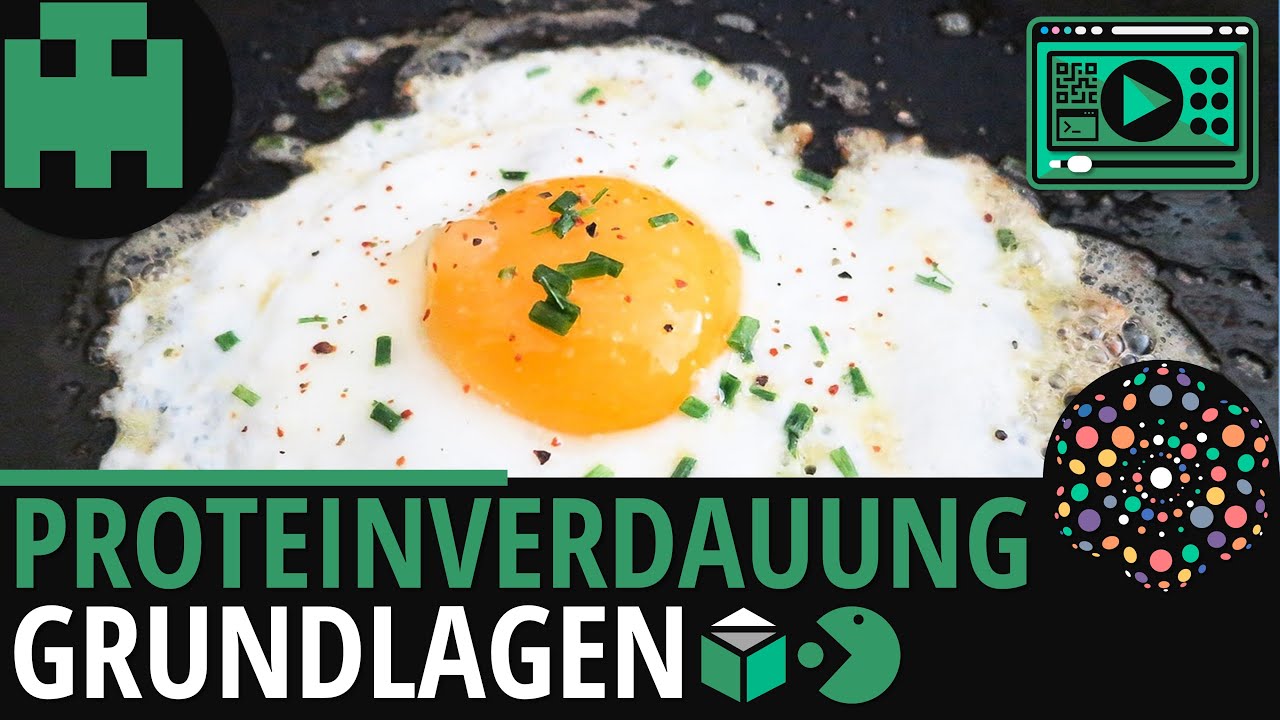 Proteinverdauung einfach erklärt│Biologie Lernvideo [Learning Level Up]