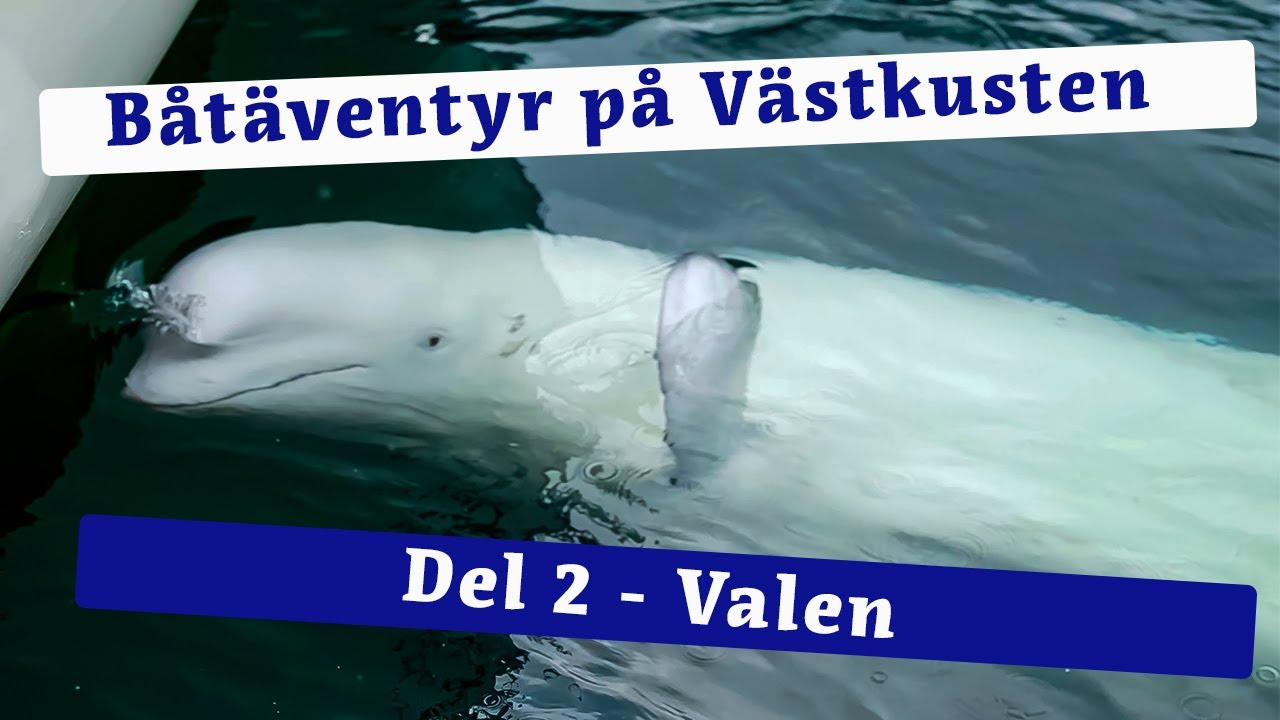 Båtäventyr på västkusten del 2 - Valen!
