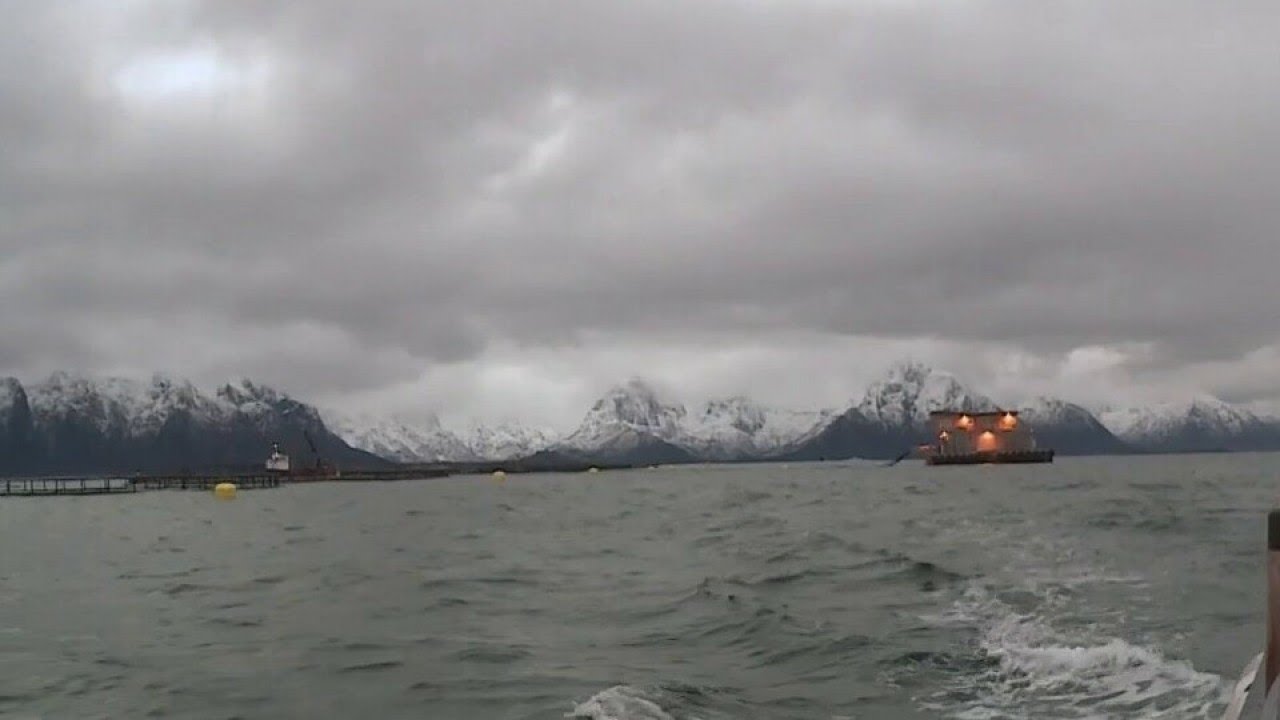 En Norvège, les saumons sont-ils bien élevés ? - La Quotidienne