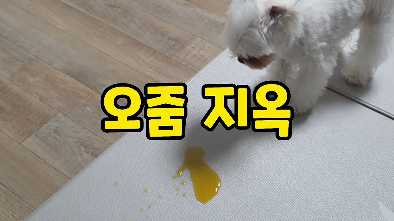 강아지 오줌지옥에서 탈출하는 배변훈련의 모든것