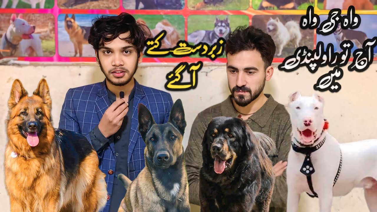 College Road Rawalpindi | Best Dogs In 2026 | Shahzain Animals Vlogs