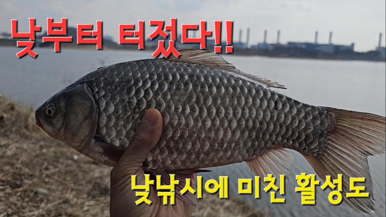 낮부터 터젔다!! 낮낚시에 미친 활성도!! 청라수로 붕어낚시!!