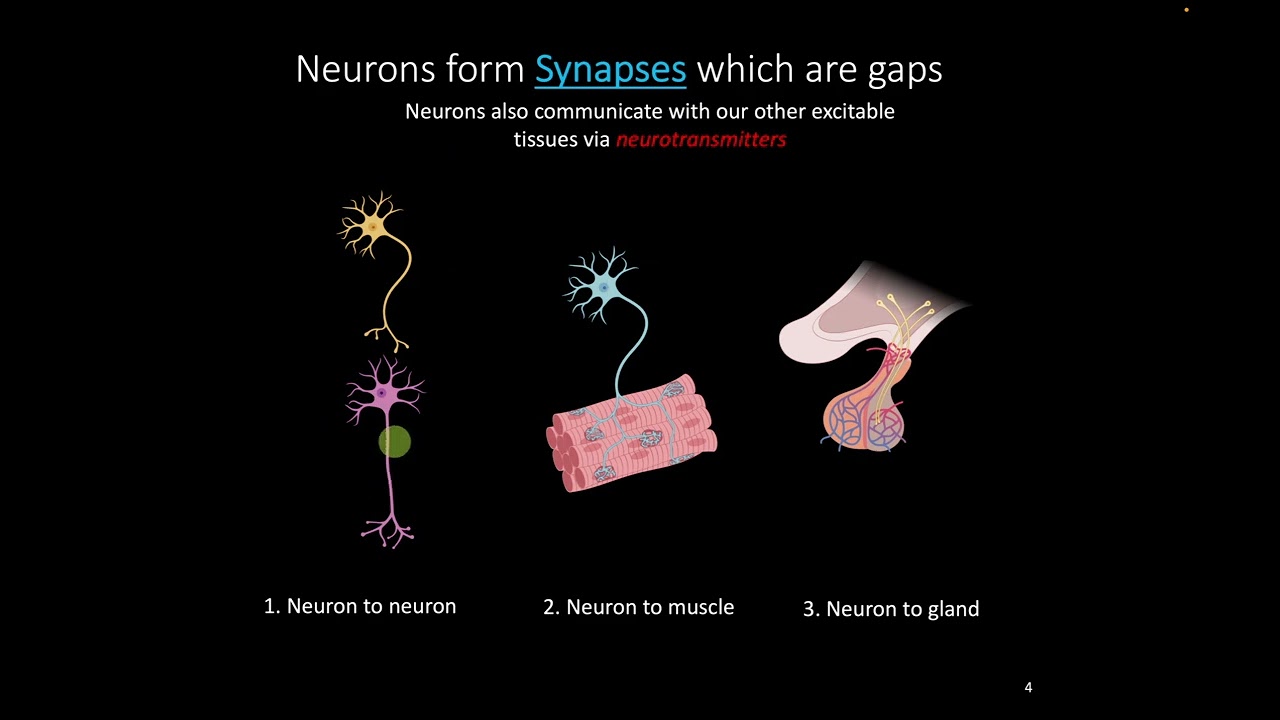 Lab 3 Neurophysiology