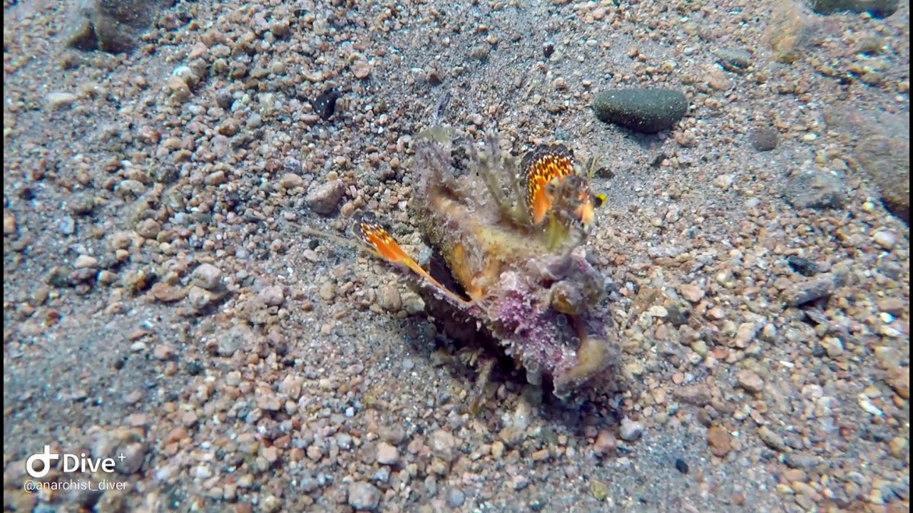 Redsea walkman lighthouse dive site Dahab Red sea