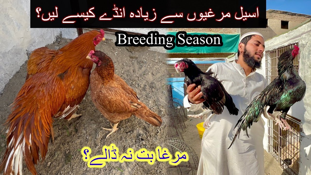Full Breeding Season Start 😮 زیادہ سے زیادہ انڈے کیسے لیں؟ بریڈر جوڑوں کو یہ لازمی دیں