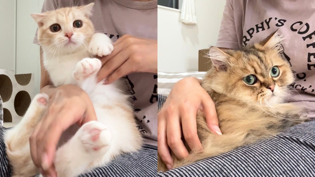 初めての爪切りを頑張る猫と、まったく頑張ろうとしない凶暴猫w