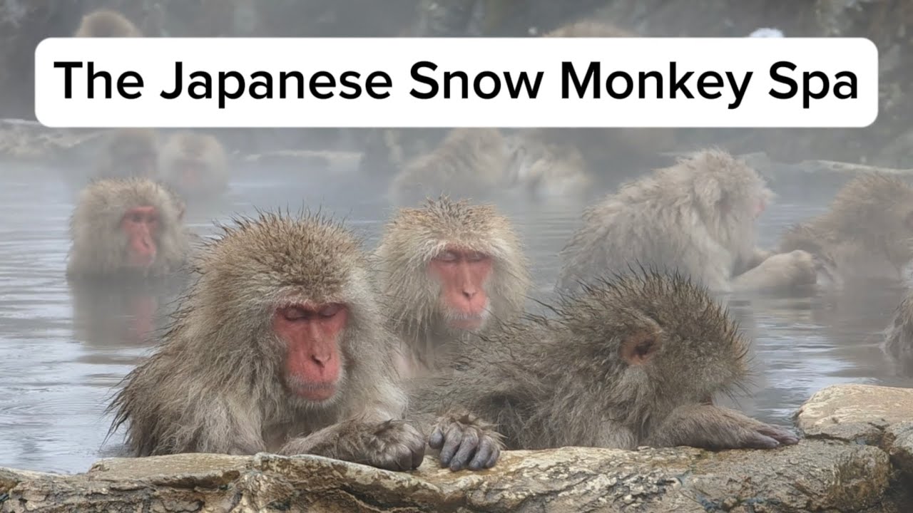 The Snow Monkey Spa