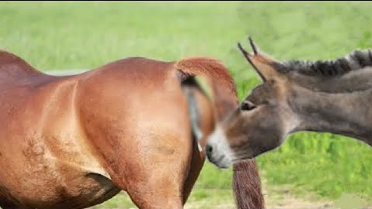 Horses Barn Jobs and Careers Working With Horses.