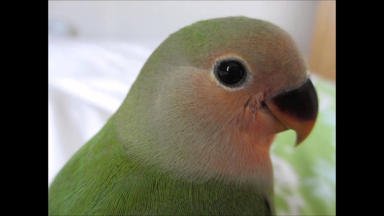 Peachfaced Lovebirds  &ndash;   2 young beautiful birds