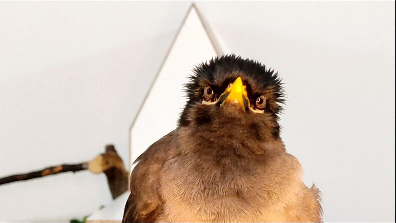 سخنگو کردن مرغ مینا، آموزش سخنگو کردن مرغ مینا🗣️🐦