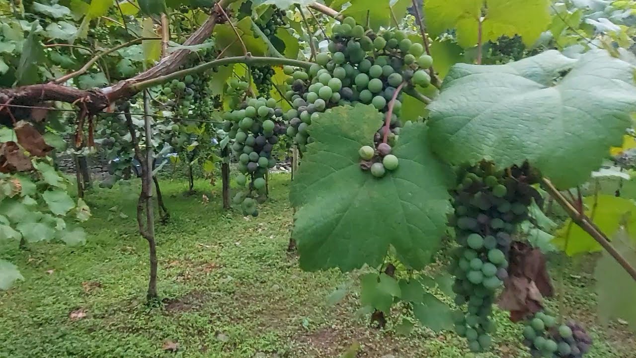 مزارع العنب في باتومي جورجيا Georgia