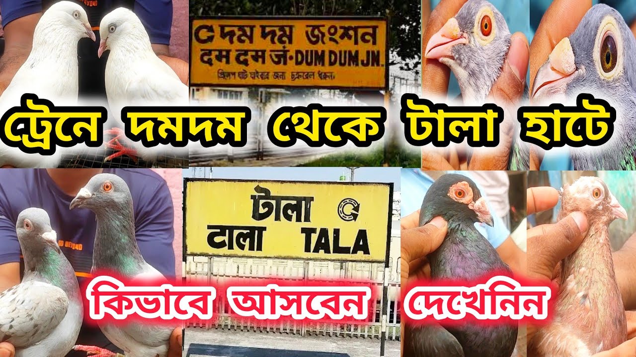 শিয়ালদাহ থেকে টালা হাটে কিভাবে যাবেন।কলকাতার সবথেকে বড়ো পশুপাখির হাট।TALA HAT।@pigeonsloverrj9600