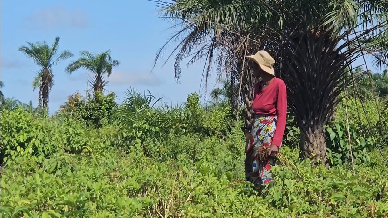 Peace Corps Guinea Agriculture Vlog Rainy Season
