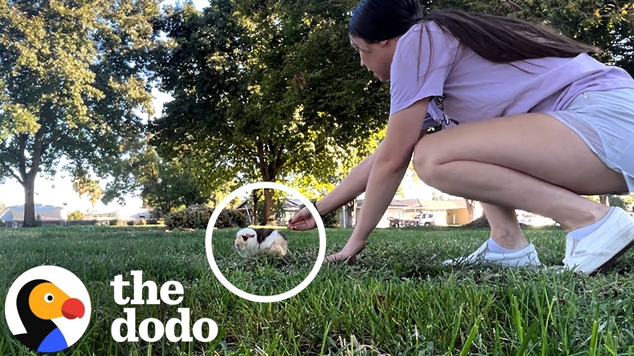 Abandoned Guinea Pigs Rescued After Being Dumped in a Park | The Dodo