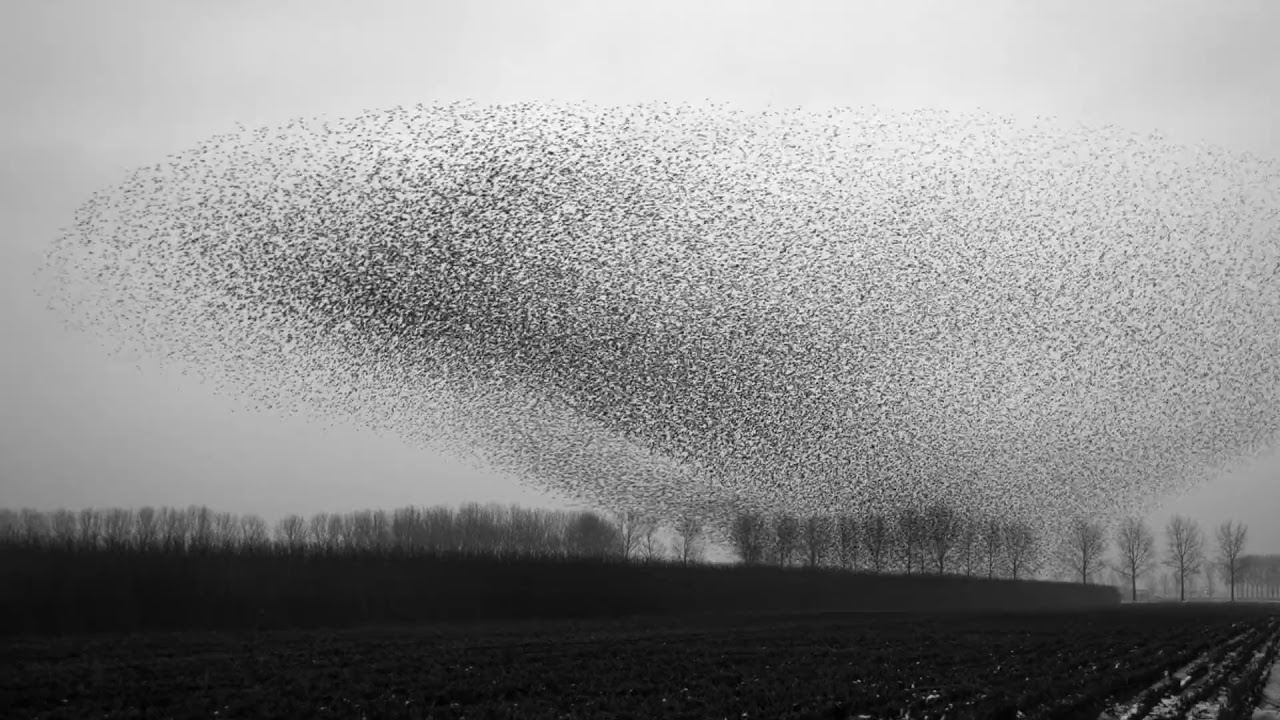 The art of flying. Jan Van Ijken