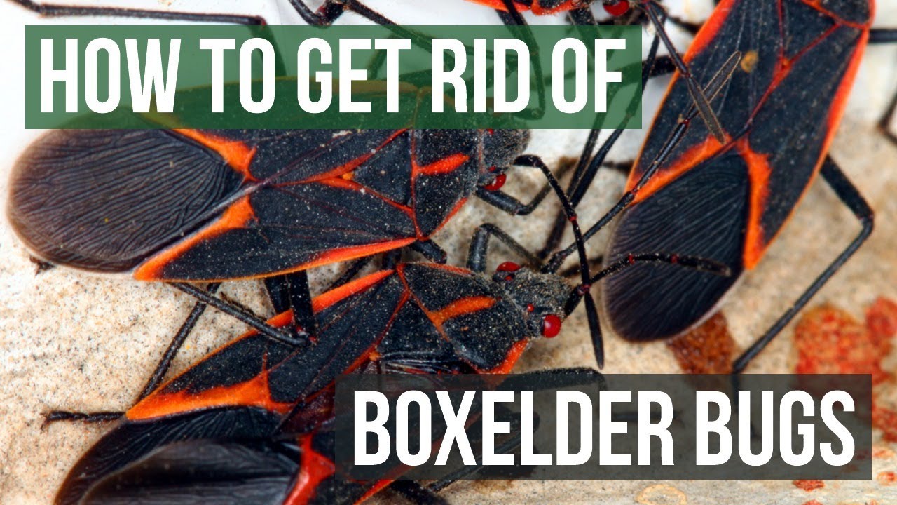 How to Get Rid of Boxelder Bugs (4 Easy Steps)