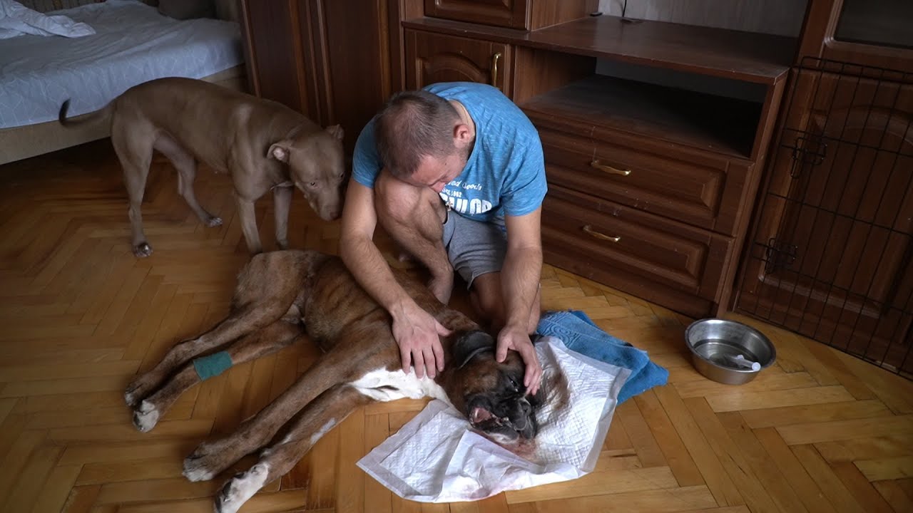 Прощай Мой Тайсик😢
