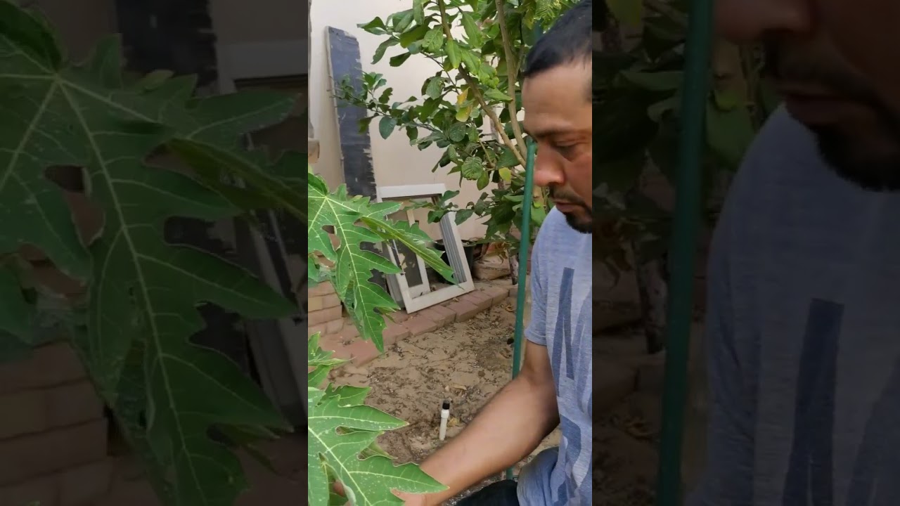 طريقة الري عن طريق الجذور باستخدام الانابيب وكيفية عملها