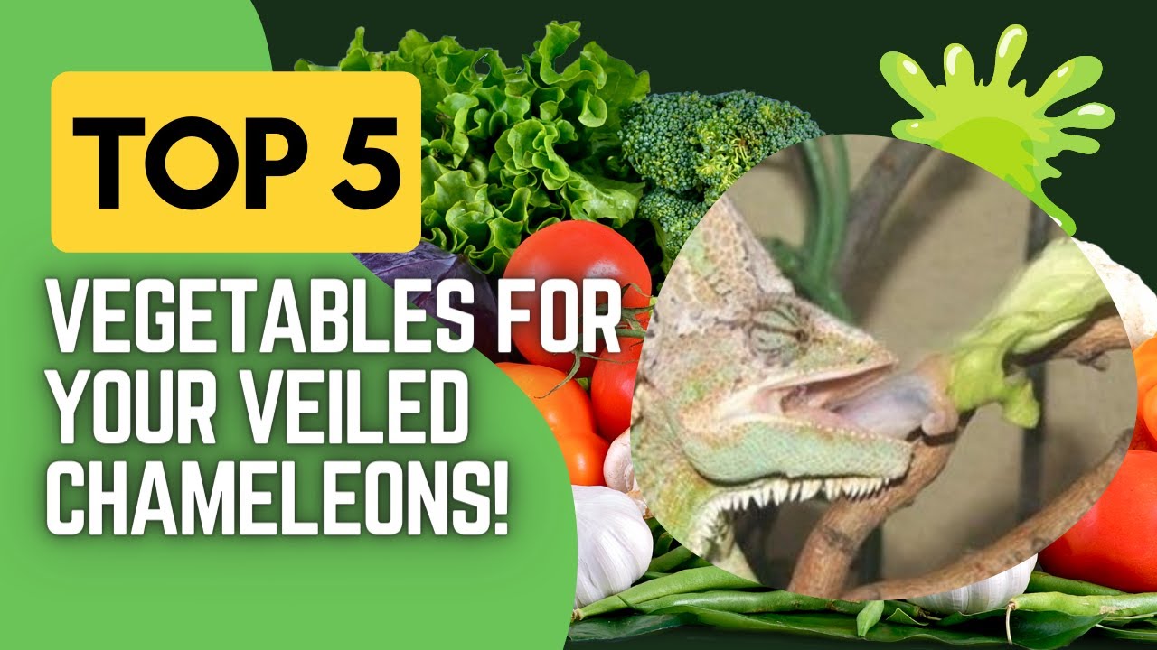 What Vegetables are Good for Veiled Chameleons?