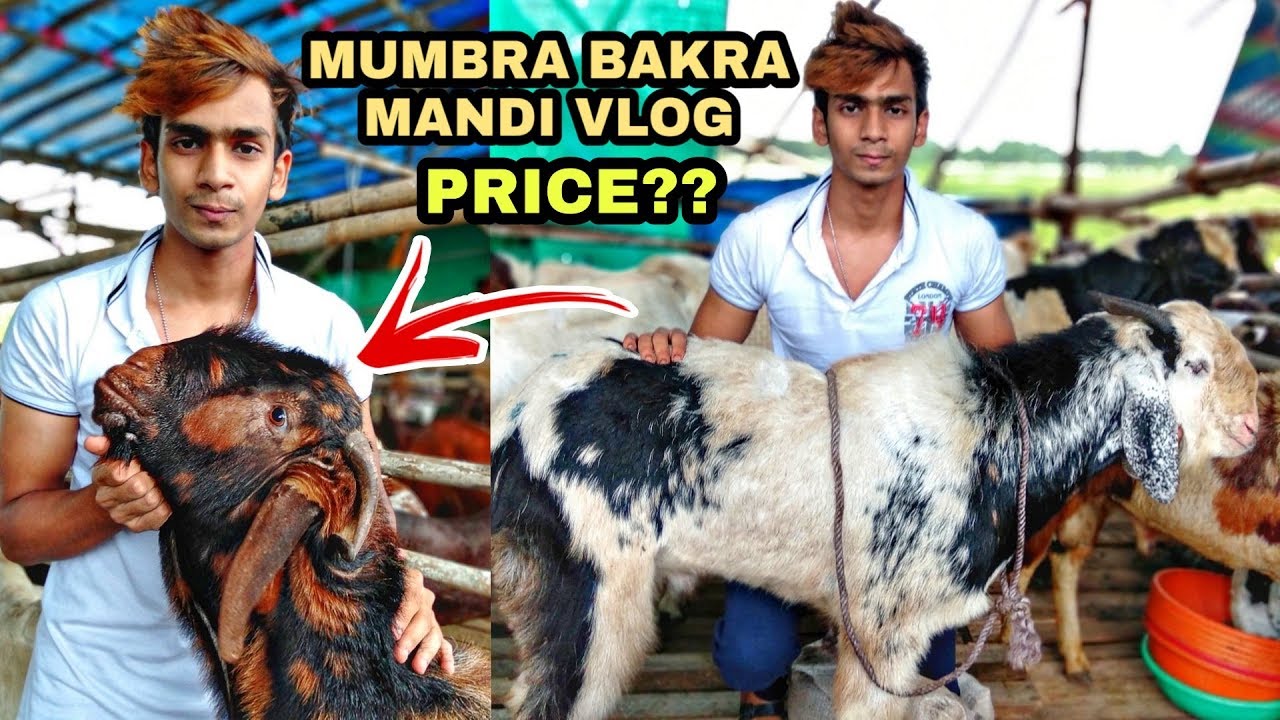 Buying Aggressive Andul Goat For Bakra Eid 2019 | Mumbra Bakra Mandi Special Vlog |