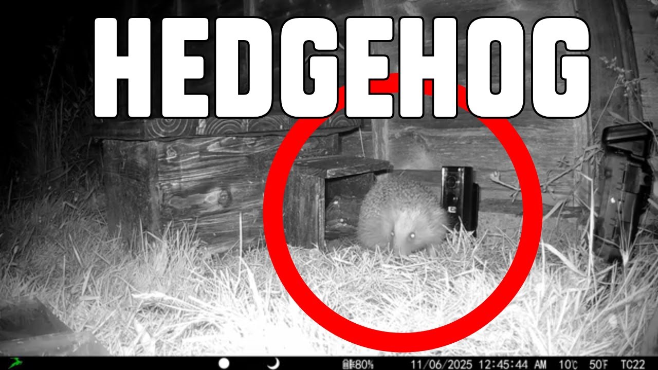 Hedgehog Visiting