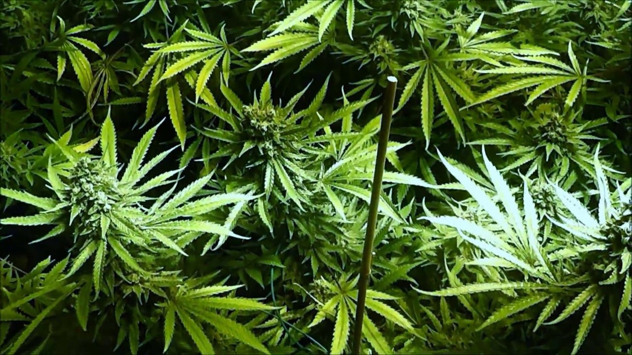 UK Cheese Grow - Pre Harvest