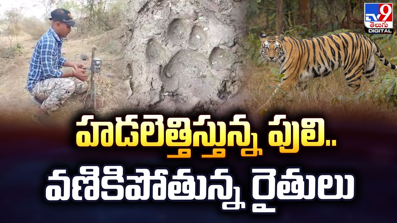 Tiger Movement Creates Panic | హడలెత్తిస్తున్న పులి..వణికిపోతున్న రైతులు -  TV9