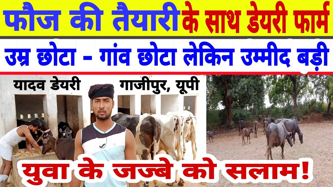 फौज की तैयारी गांवमें डेरी कर पूरे परिवार का खर्च उठाते है/dairy farm gazipur/denmark calf/hf farm