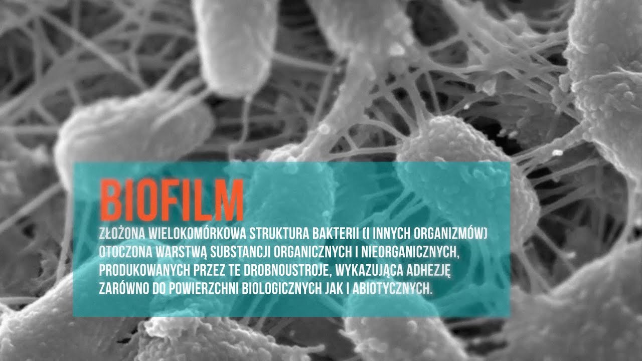W prostych słowach: Biofilm