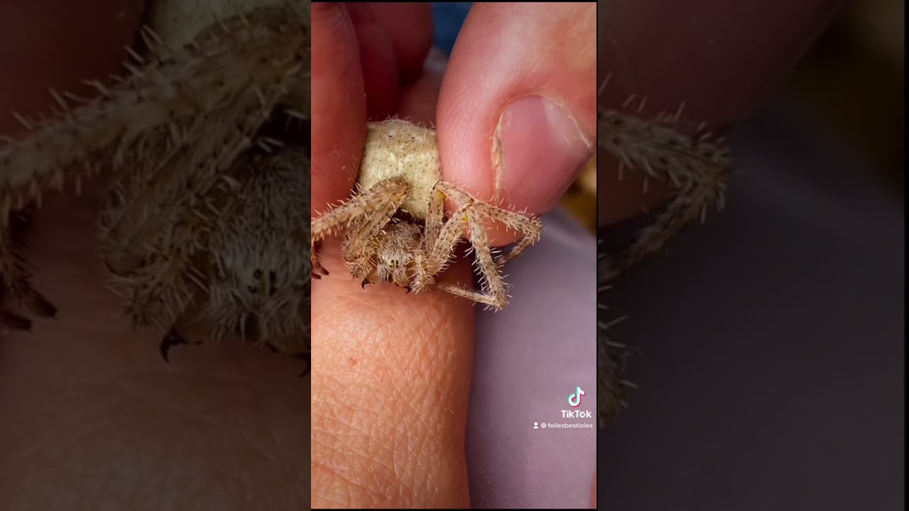 La morsure d&rsquo;Araneus cavaticus, une araign&eacute;e sans danger pour l&rsquo;humain. #spider #wildlife