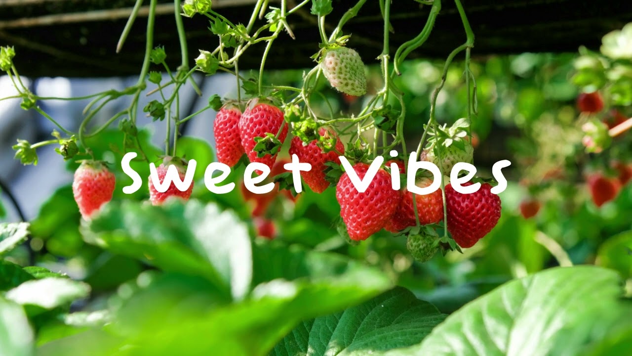 Lichu &mdash; Sweet Vibes