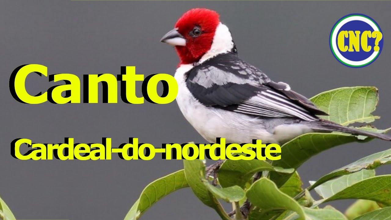 O lindo CANTO Cardeal-do-nordeste/ Som Ideal para treinar filhotes de galo-de-campina ao vivo