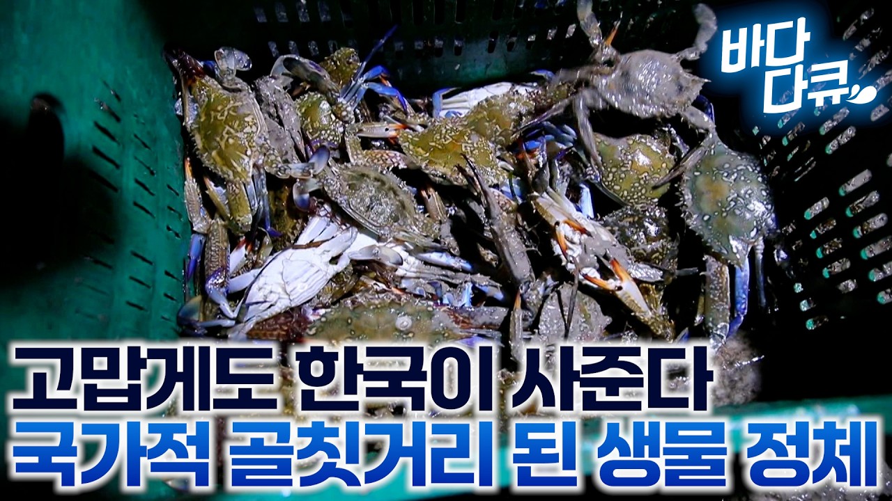 한국은 없어서 못 먹는 꽃게 때문에 국가적 비상 사태 왔다는 튀니지 / 골칫거리 블루크랩에 바다가 마비됐는데, 고맙게도 한국이 사준다 / #바다다큐