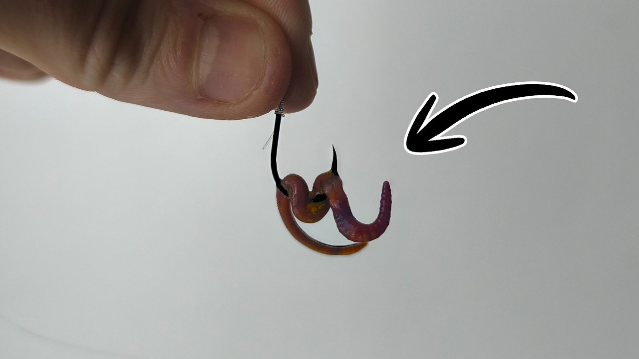 Jak POPRAWNIE Założyć Czerwonego Robaka na Haczyk? [Poradnik 2025]