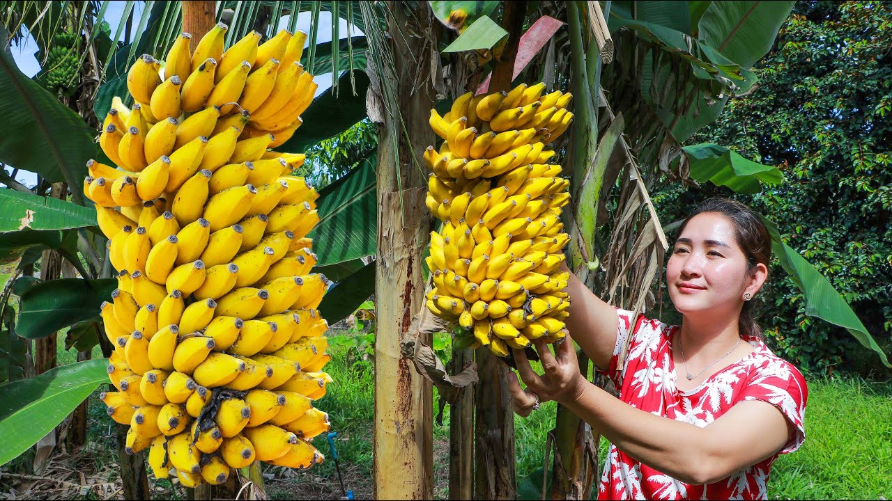 Pick Banana for making Jam | Cattle fish salad