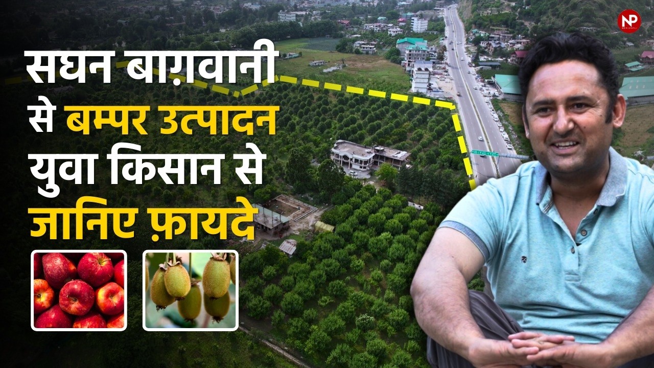 High Density Orchards || KIWI , Apple 🍎 Persimmon Farming || सघन बागवानी- कम जमीन, ज्यादा उत्पादन
