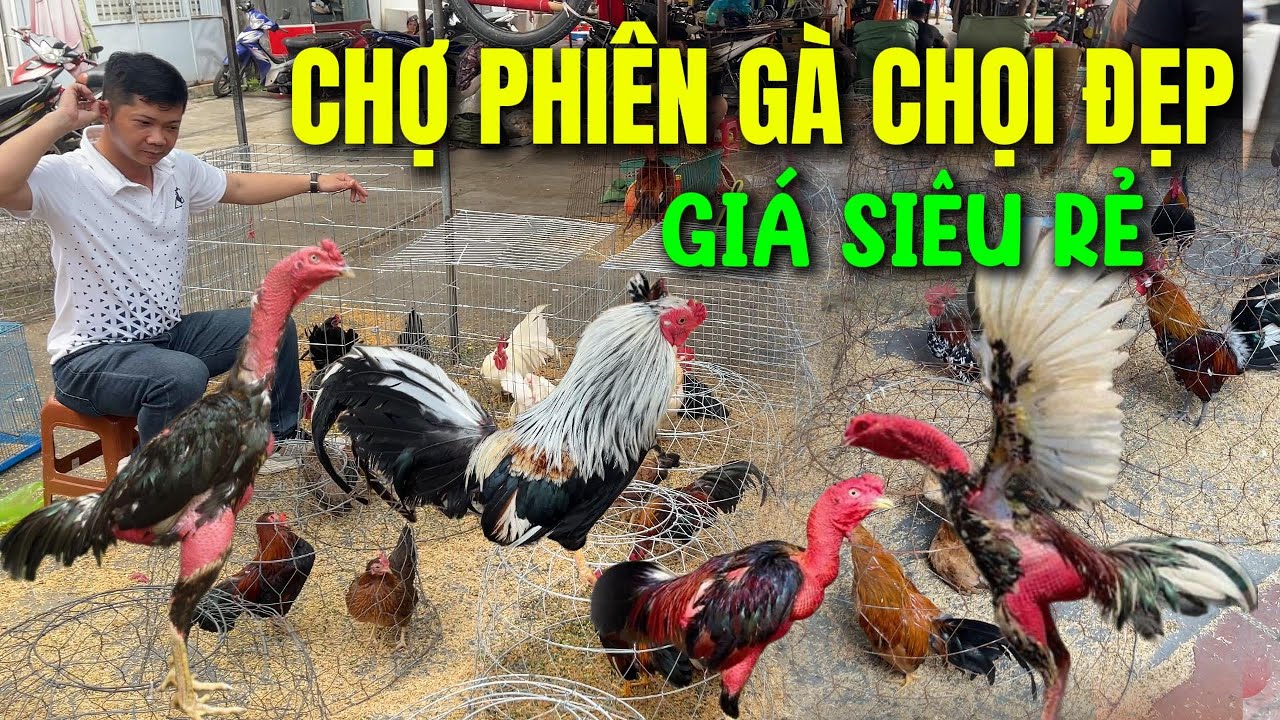 Chợ Phiên bán GÀ chọi, gà tre đẹp giá siêu Rẻ mà ít người biết vì sao