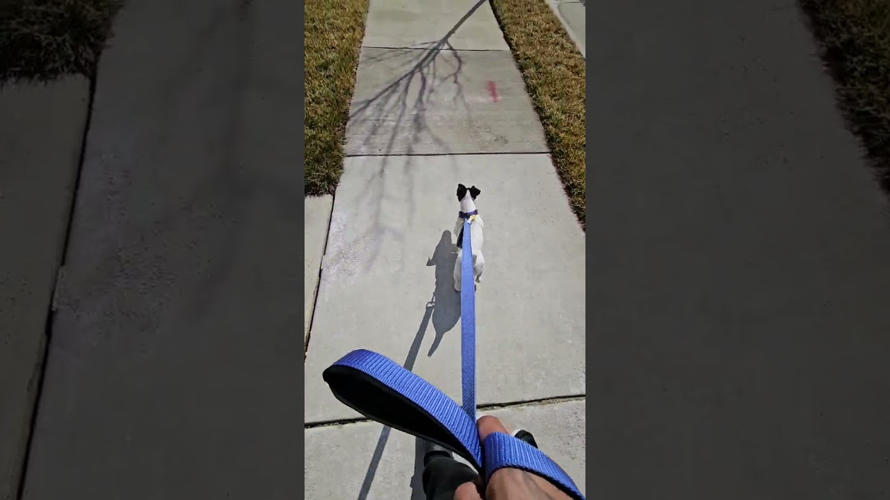 Going on walk with Monkee