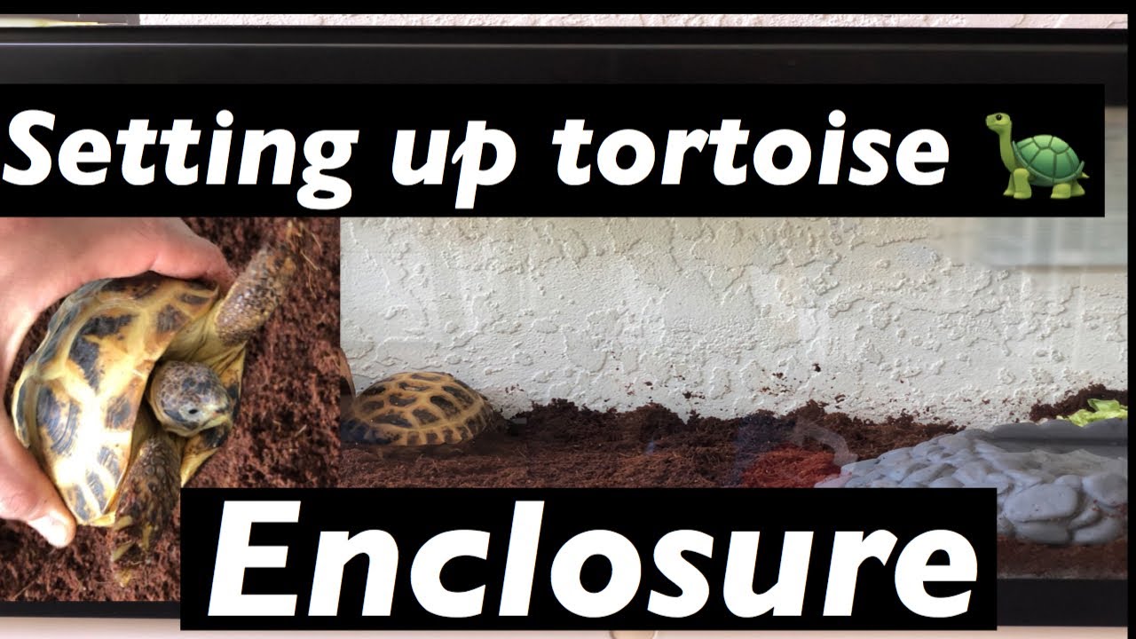 New pet Tortoise