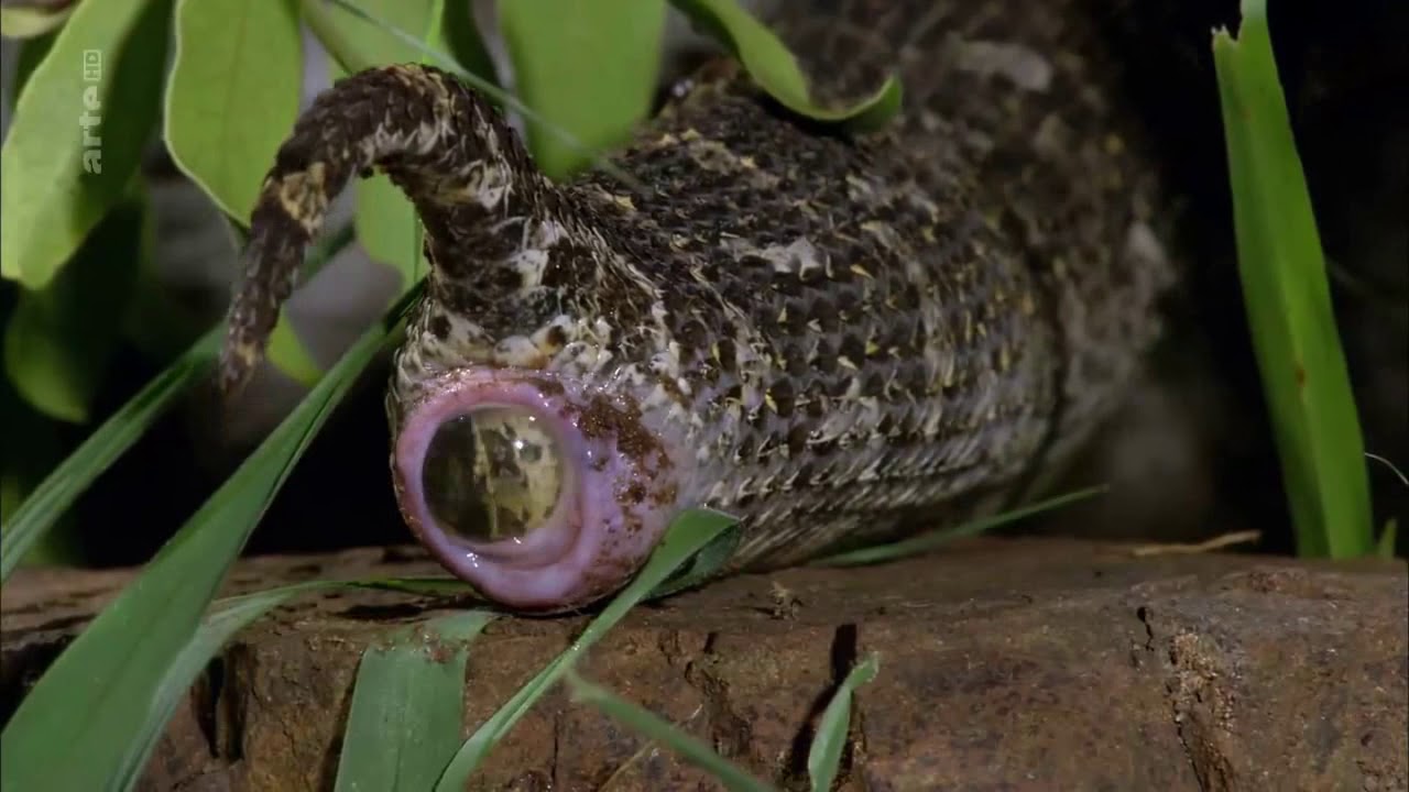 Reproduction de vipères
