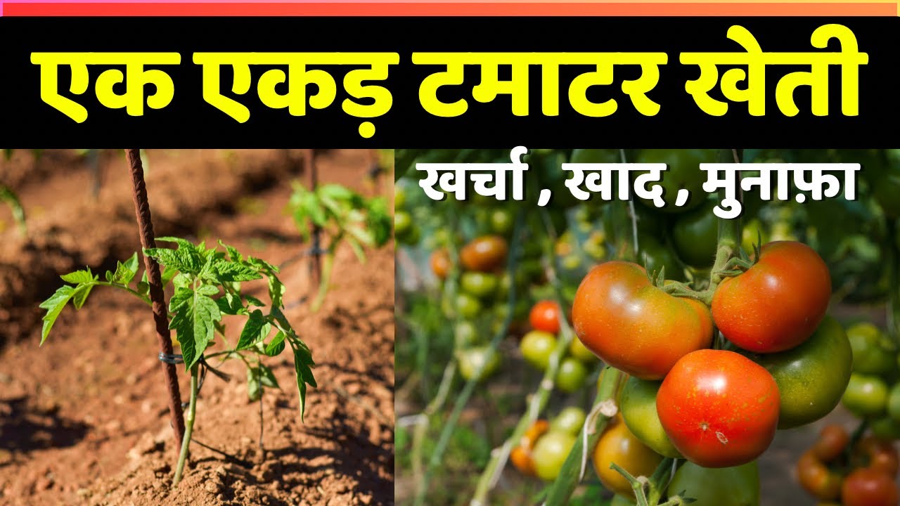Cost of 1 Acre Tomato Farming in India